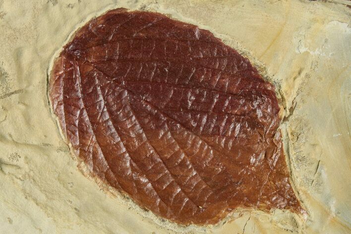 Fossil Leaf (Beringiaphyllum) - Montana #268293